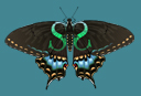 Signature Swallowtail
